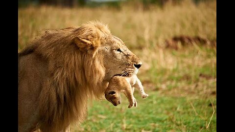 Lion Documentary Full Episode (HD)