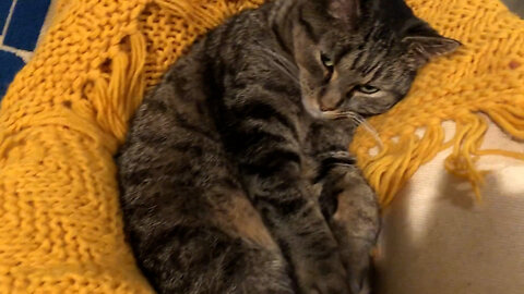 February 1, 2020 - Belle Bells The Cat Finds a Comfy Spot to Sleep