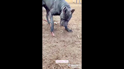 cute dog funny