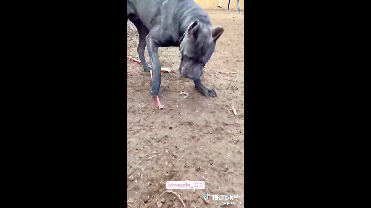 cute dog funny