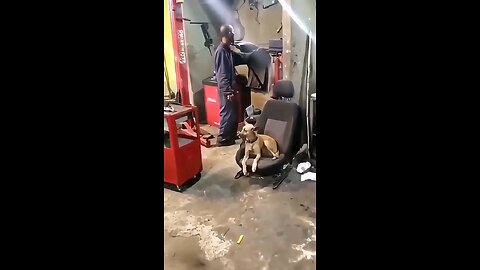 funny dogs🤣😂, dogs soul Left his body,