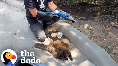 Feral Cat Living Outside Starbucks Becomes A Total Daddy's Girl | The Dodo