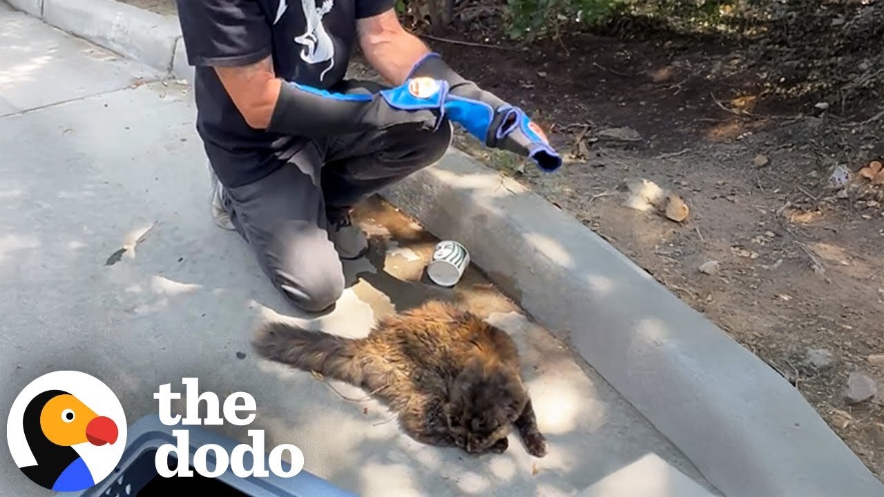 Feral Cat Living Outside Starbucks Becomes A Total Daddy's Girl | The Dodo