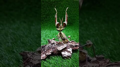 The defensive posture of the devilish flower mantis
