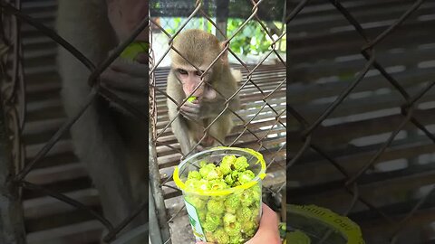 Caring for an Abandoned Monkey, the Mysterious Behaviors of Monkeys #2