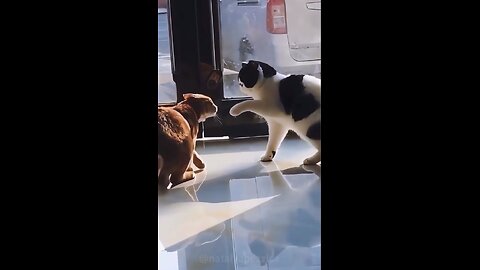 Cat games!