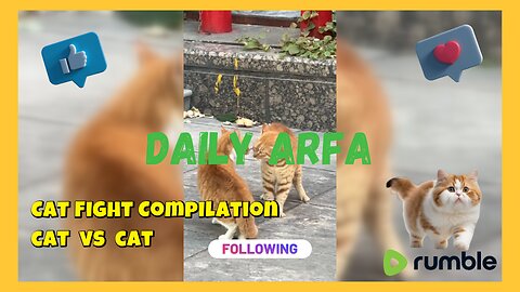 🐈Cat Vs Cat | Cat Fight Compilation | 😅 #cat #funnycat #catfight