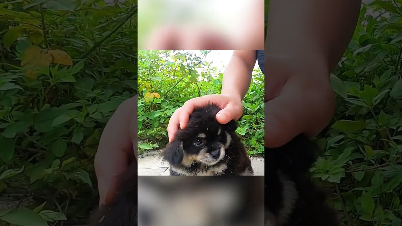 The guy was riding a bike when he saw a lifeless puppy by the road