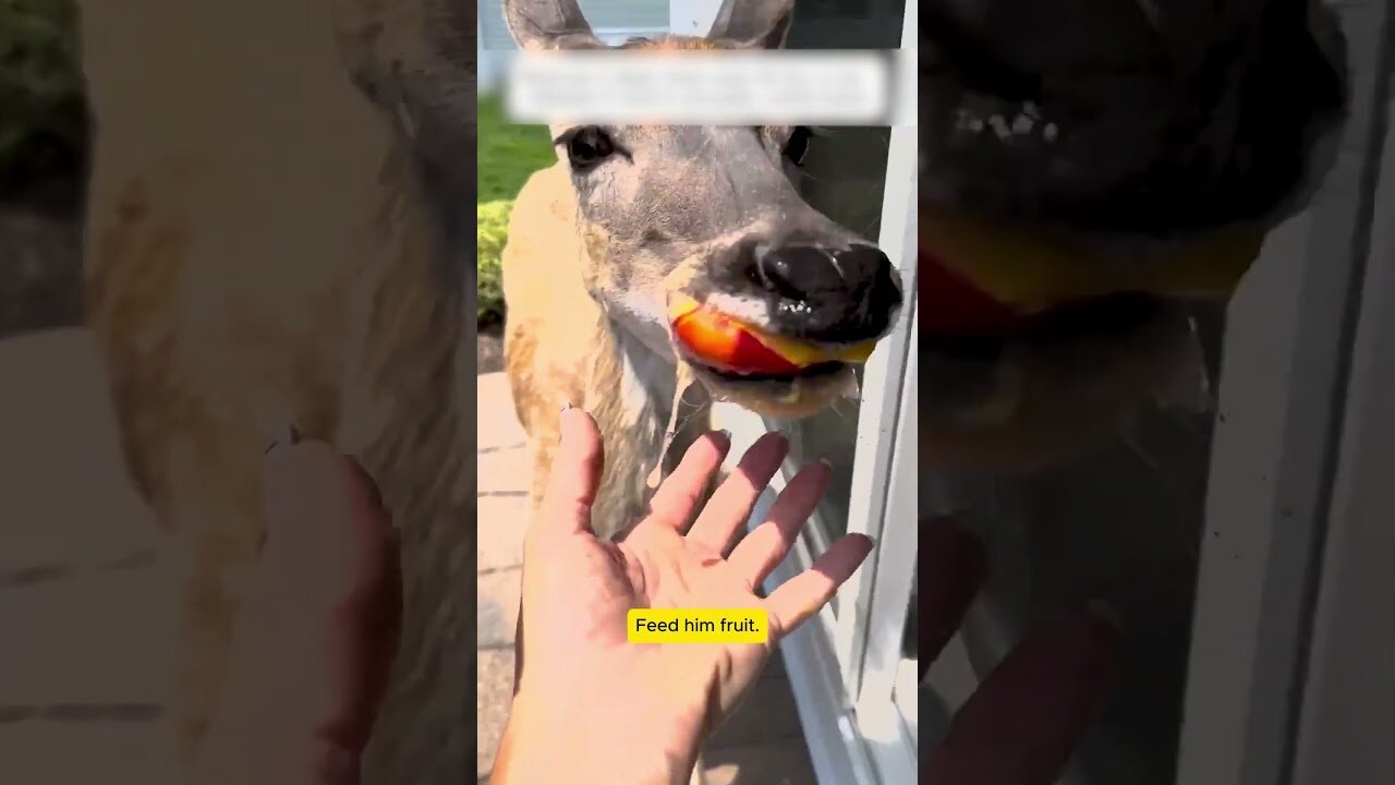 The men saved the deer from the road and took him in