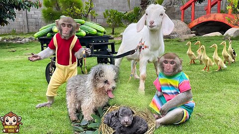 Touching moments of monkeys YiYi and YinYin taking care of friends