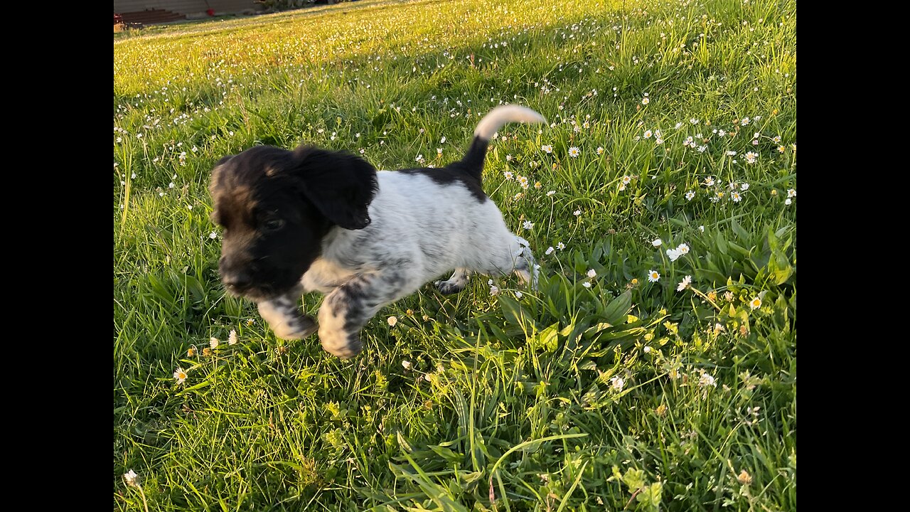 Large Munsterlander - Muddy Waters E Litter - Week 6 update