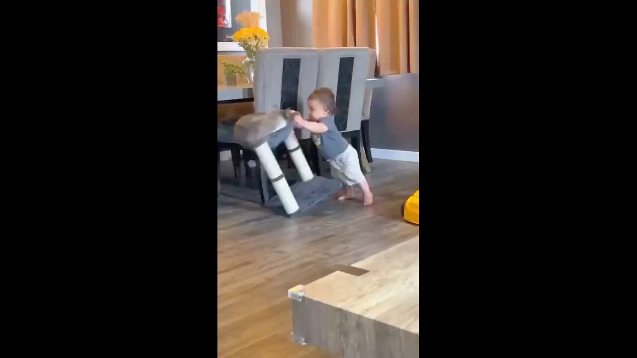 Angry cats