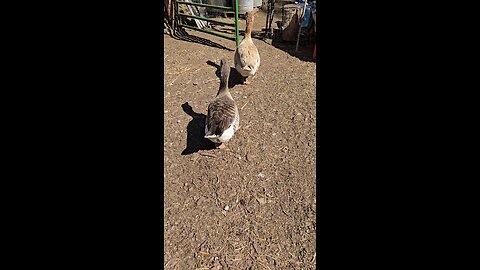 Geese