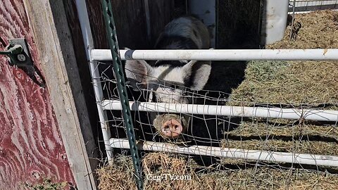 Graham Family Farm NW: 10:50 AM July 10 2025