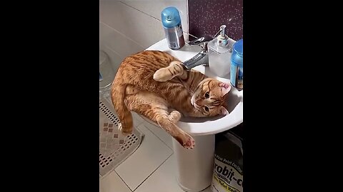 Cats fishing!