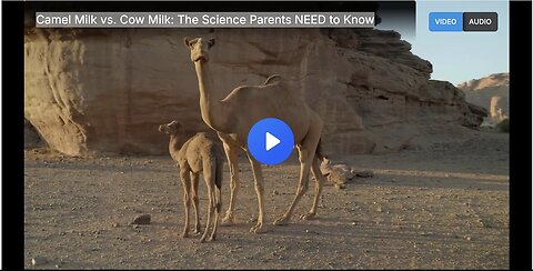 "Uncovering the Truth - Camel Milk vs Cow Milk: Essential Facts for Health-Conscious Parents"