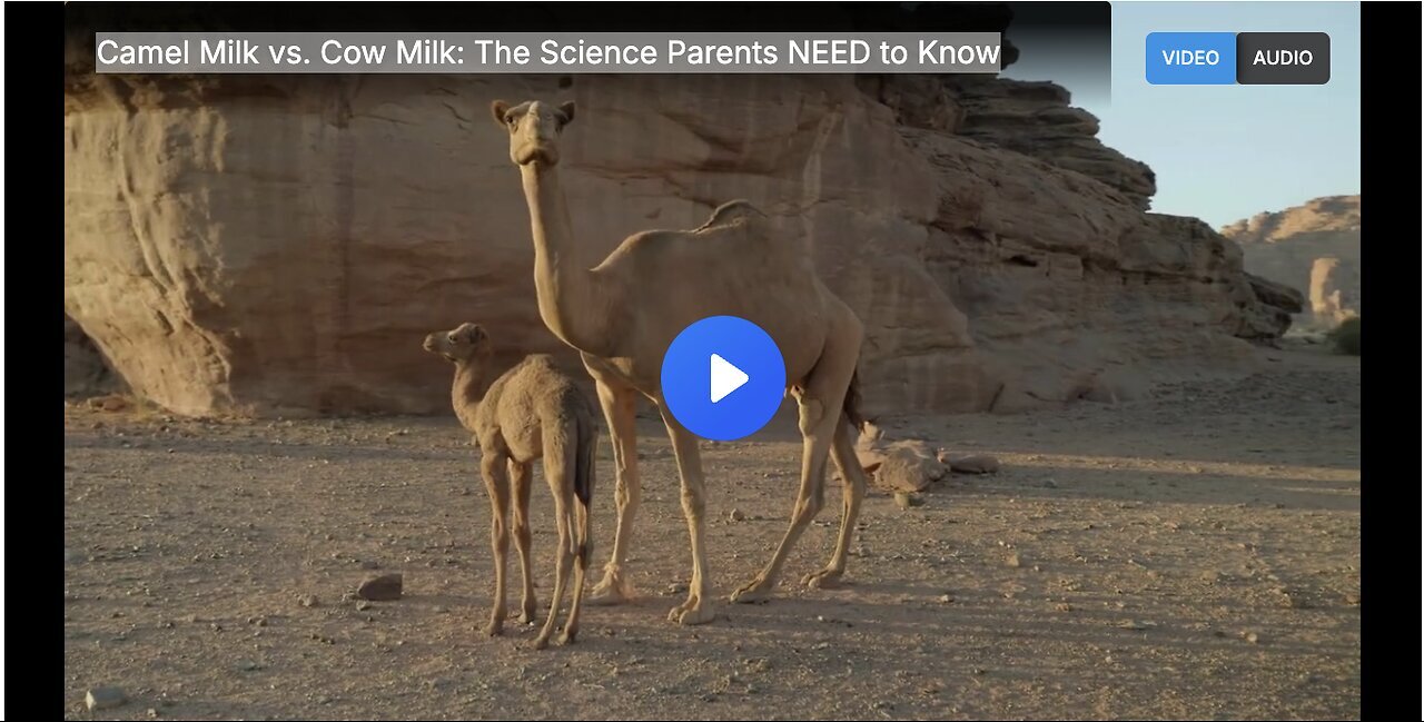 "Uncovering the Truth - Camel Milk vs Cow Milk: Essential Facts for Health-Conscious Parents"