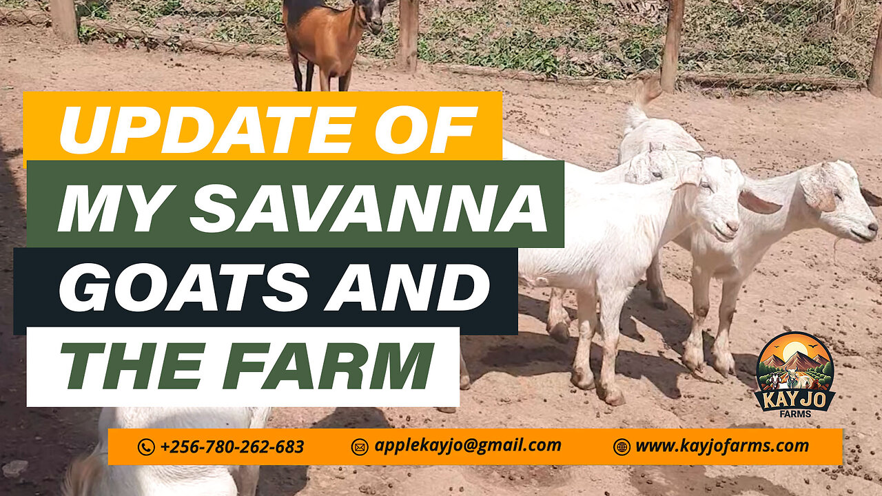 Update Of My Savanna Goats And The Farm | ep26 #goatfarming #savanna