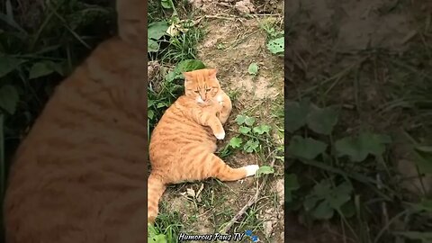 Moments That Prove Animals Are Pure Comedy!