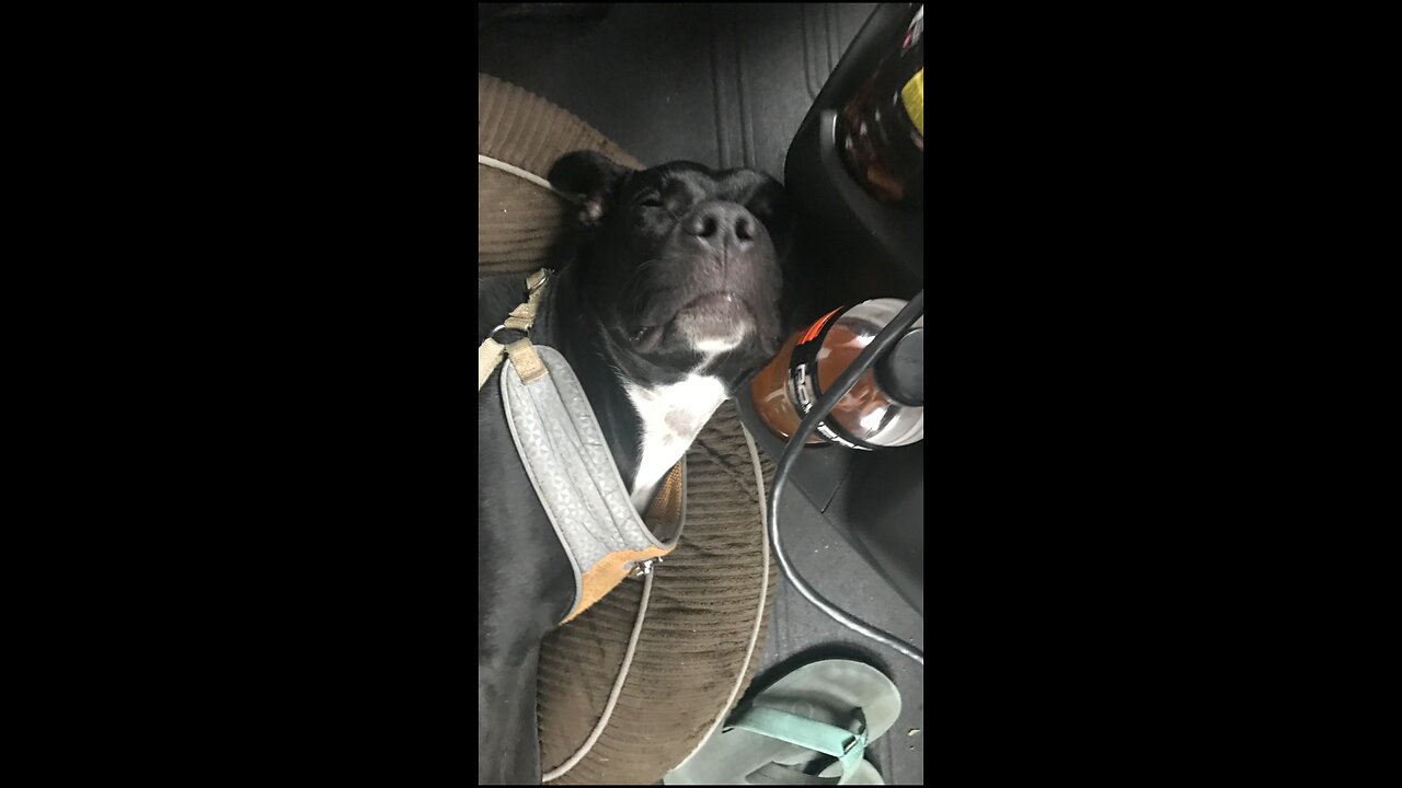 RESCUE DOG Will Fall Asleep Anywhere #shorts #trucking #rescuedog #adoptdontshop