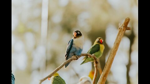 Morning Melody: The Soothing Chirps of Lovebirds