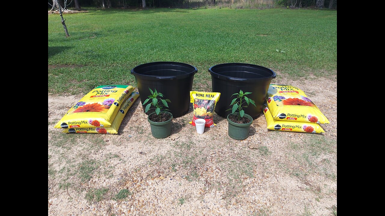 Planting Giant Marconi Pepper Plants 4/26/25