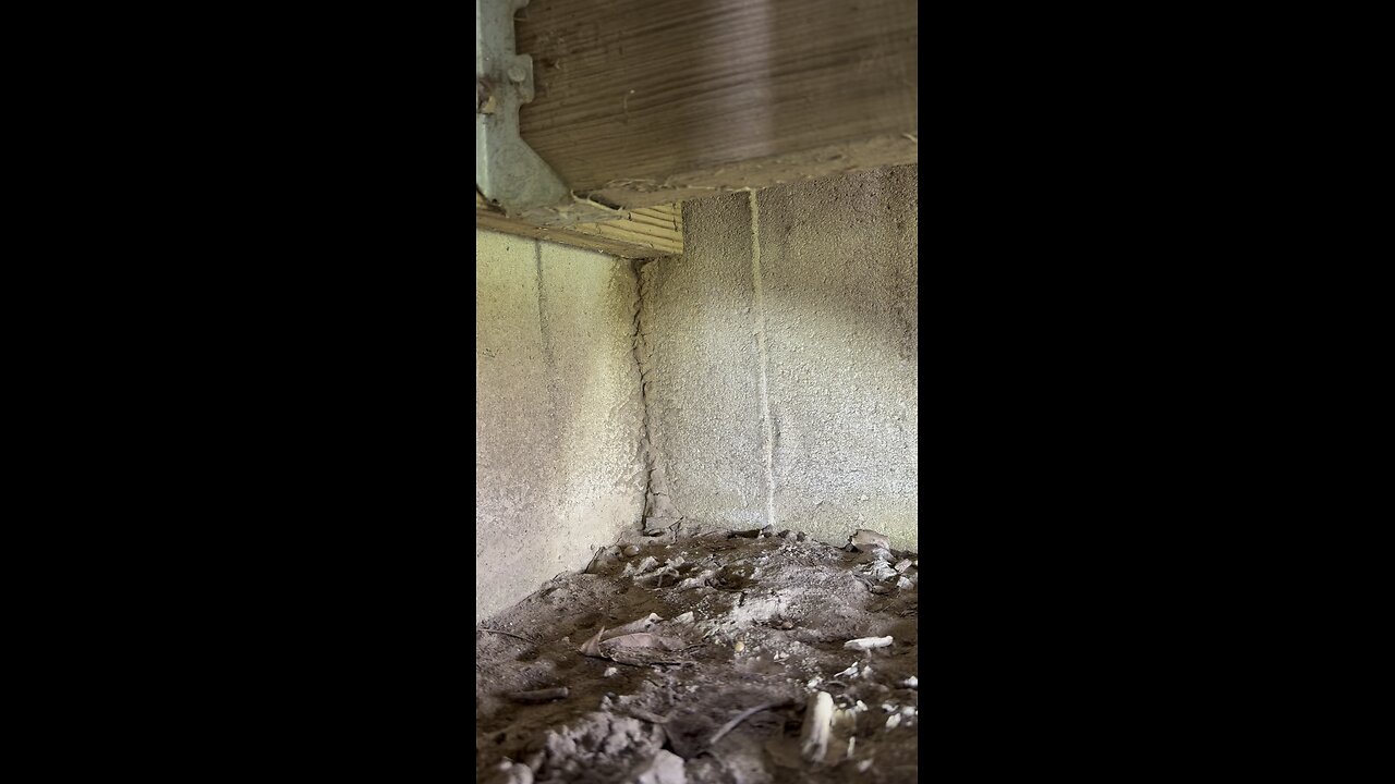 Termites