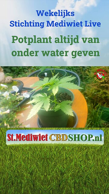Potplant altijd van onder water geven