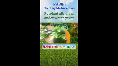 Potplant altijd van onder water geven