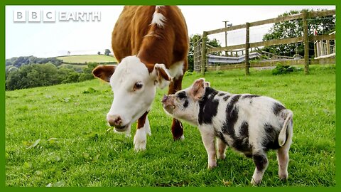 This Unlikely Animal Friendship Will Melt Your Heart ❤️ | BBC Earth