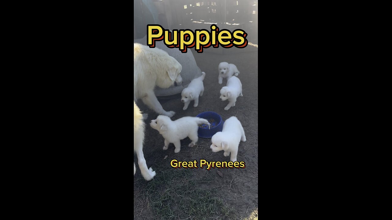Just a a few precious moments of cute cuddly puppies.