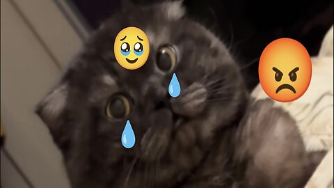 Cat NOT NATIVE/ ahahahah