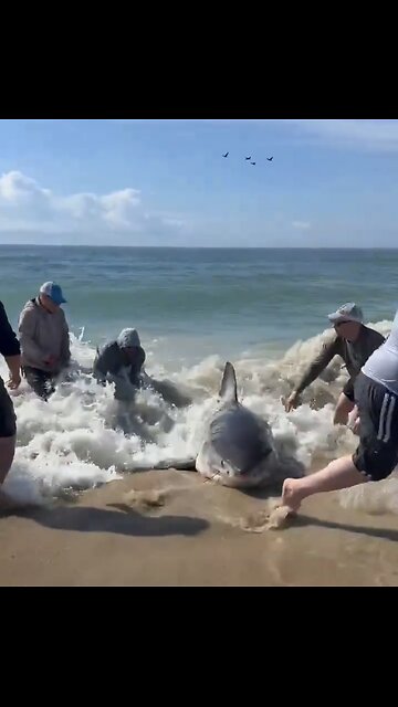 GREAT WHITE SHARK🤽‍♀️🏖️🏊‍♀️🦈SHOWED UP ON BEACH SHORE🌊🏄‍♂️🦈💫