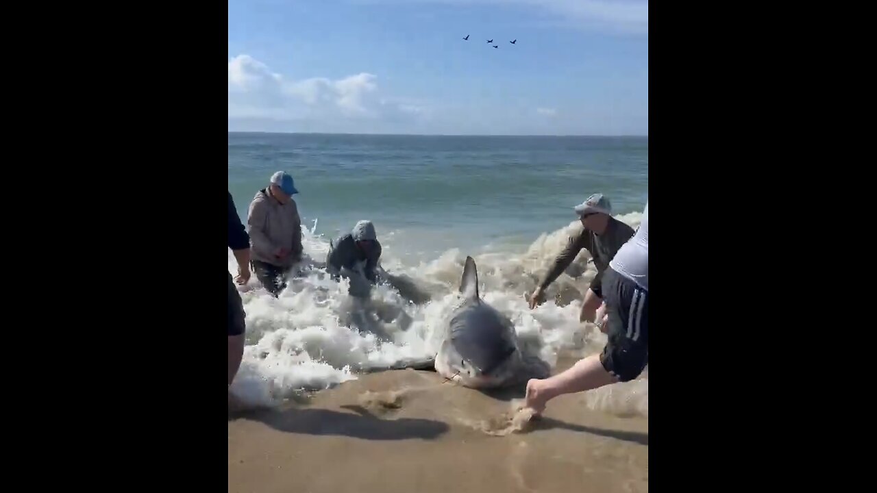 GREAT WHITE SHARK🤽‍♀️🏖️🏊‍♀️🦈SHOWED UP ON BEACH SHORE🌊🏄‍♂️🦈💫
