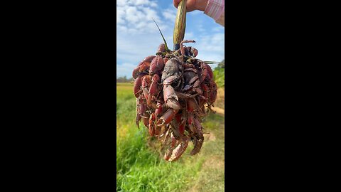 mud lobster recipe