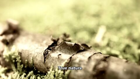 True Nature