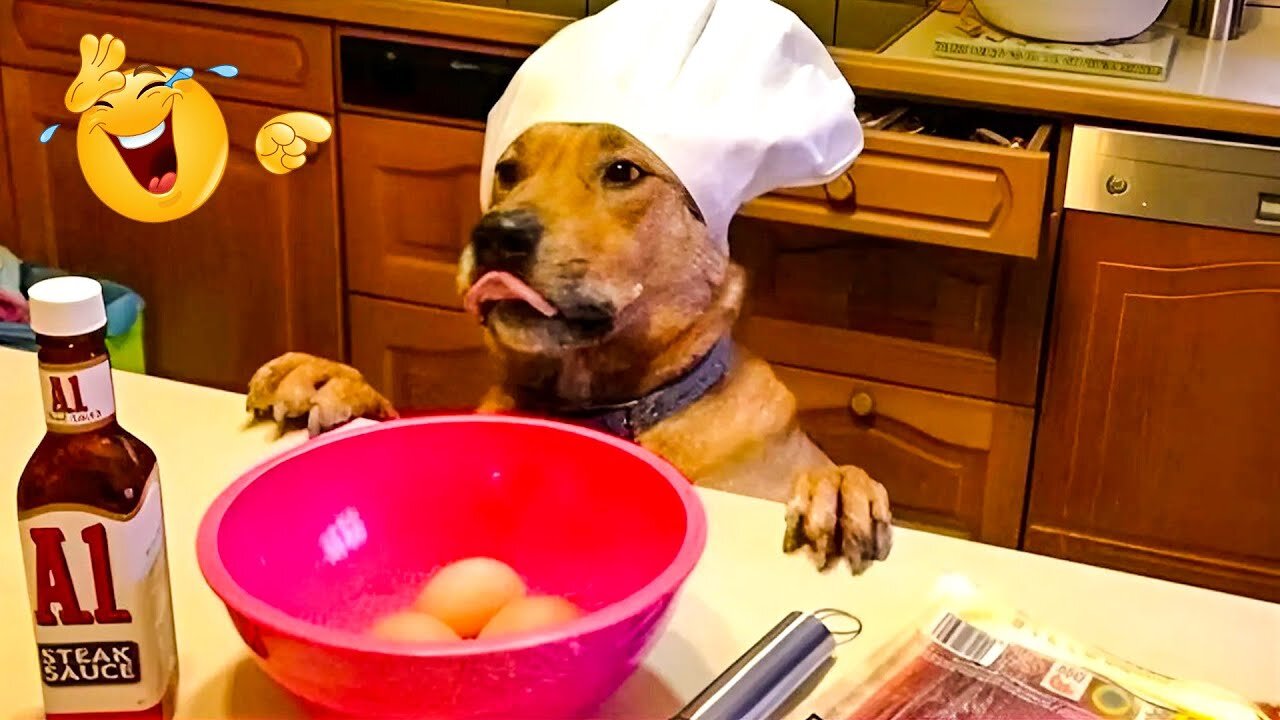 2025’s Funniest Dogs & Cats 😂 You Won’t Stop Laughing! | You Laugh You lose 😍😸😹 #Ep08