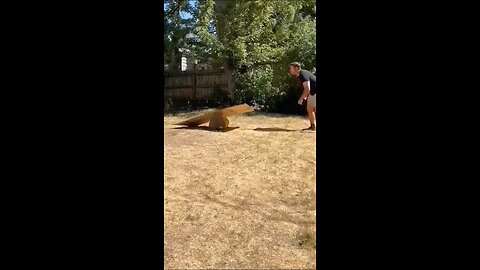 4. Pets Being Silly 🤣 | Funny Animal Moments Caught on Camera