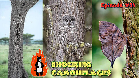 SHOCKING Animal Camouflages You Won’t Believe EXIST