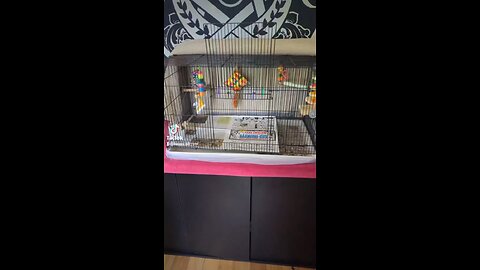 Parrot Tips