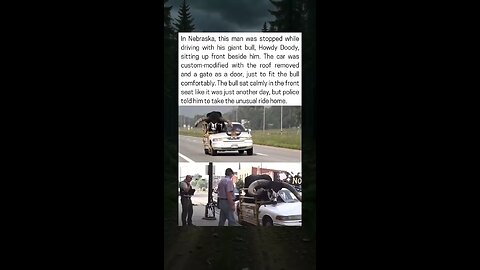 Nebraska Man Pulled Over For Driving With Giant Bull