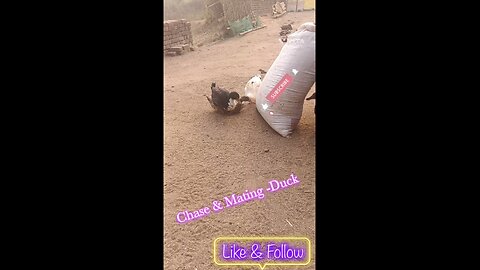 Chase & Mating -Duck