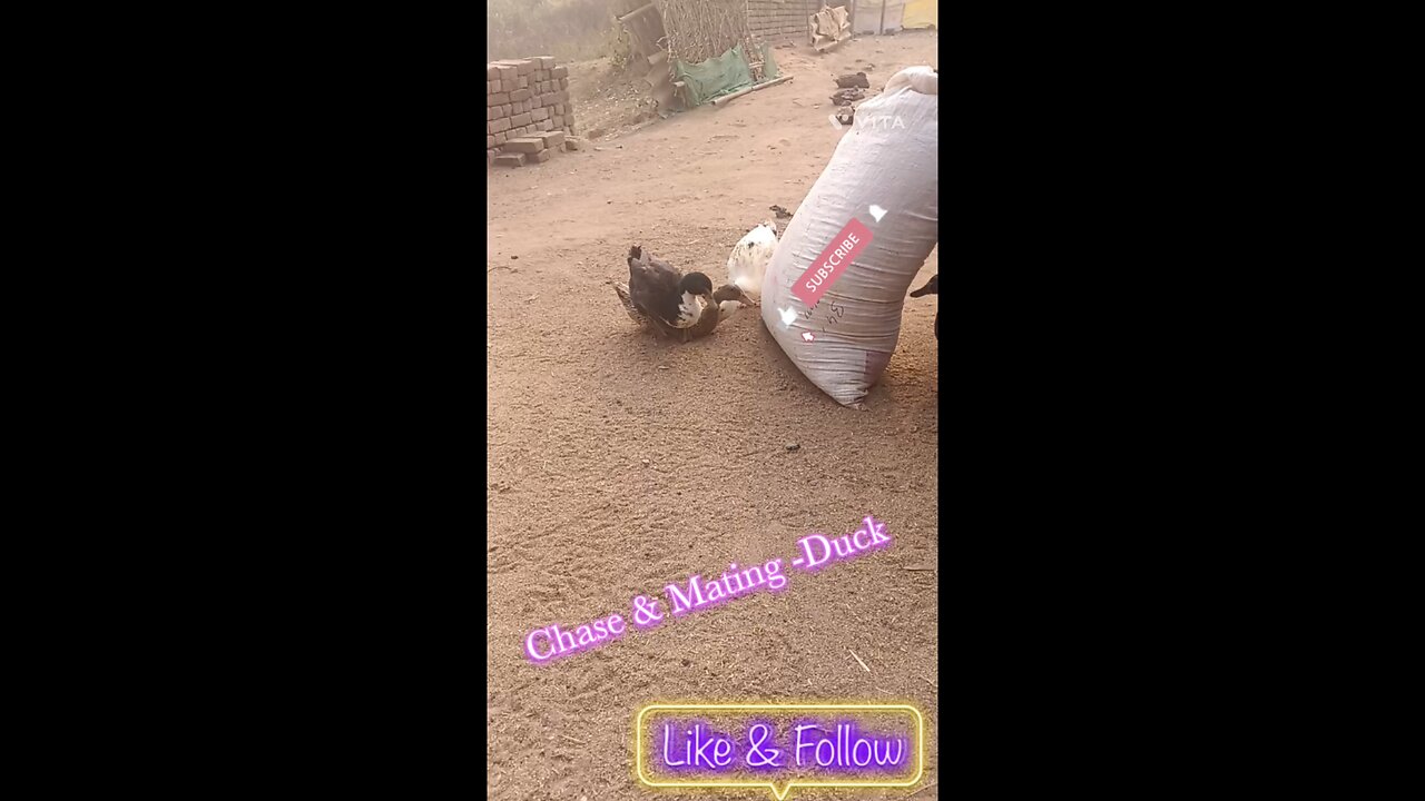 Chase & Mating -Duck