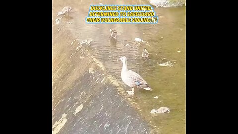 Ducklings stand united, Determined to safeguard Their vulnerable sibling___