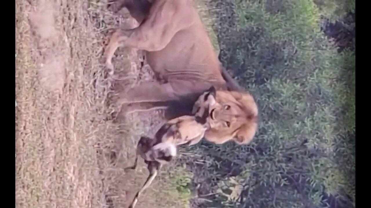 Lion vs Wilddog
