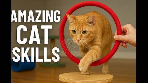 cat show off its amazing skills! । funny clip । pets video ।।