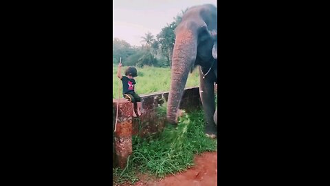 Majestic Elephant in Action 🐘 | Incredible Wildlife Moment