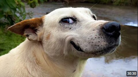 One in a Billion Funny DOG Moments That Made Everyone Laugh 🤣Funniest Animal Videos 2025