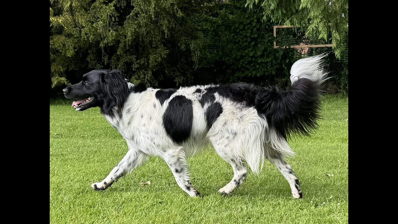 Meet the World's Three Rarest Dog Breeds !