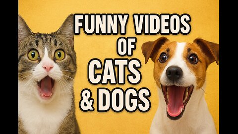 Animal Funny Videos